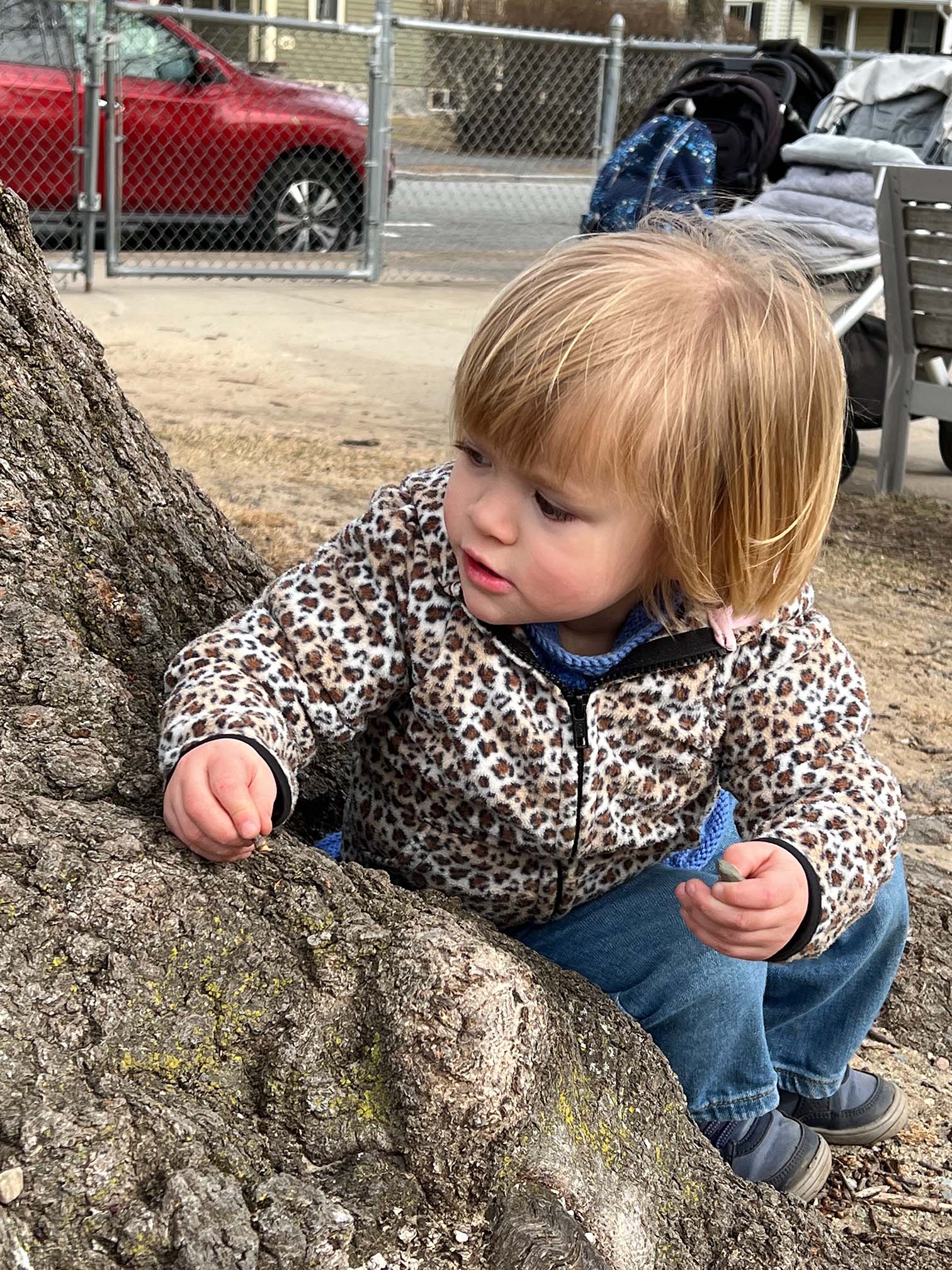 tree